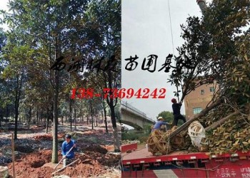 廣玉蘭12公分15公分18公分廣玉蘭價(jià)格