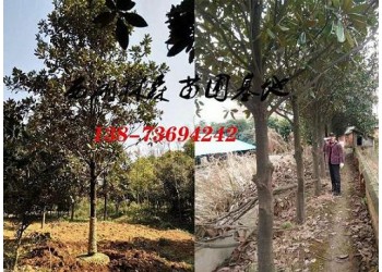 12公分廣玉蘭價(jià)格,廣玉蘭,15公分廣玉蘭價(jià)格
