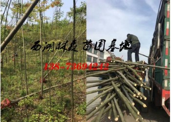 4-5公分欒樹價(jià)格,8公分10公分12公分欒樹價(jià)格