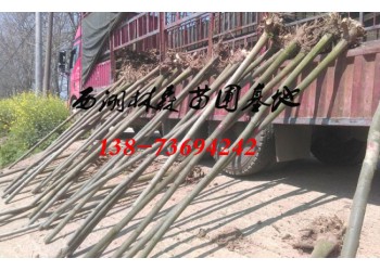 欒樹基地價(jià)格|3-4公分欒樹價(jià)格|5-6公分欒樹價(jià)格
