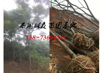 欒樹15公分-18公分-20公分欒樹價(jià)格
