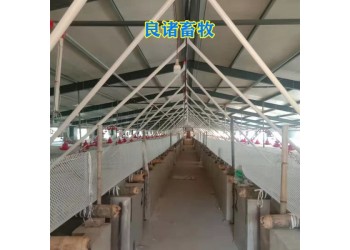 養豬場母豬妊娠初期母豬定位欄落地式定位欄懸空式定位欄
